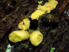 Hemitrichia lutescens