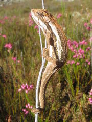 Bradypodion gutturale