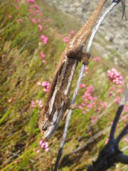 Bradypodion gutturale