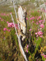 Bradypodion gutturale