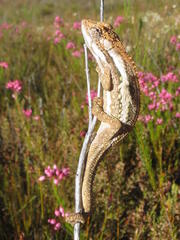 Bradypodion gutturale