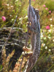 Bradypodion gutturale