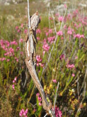 Bradypodion gutturale