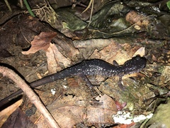 Plethodon glutinosus