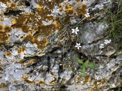 Petrorhagia saxifraga