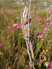 Bradypodion gutturale