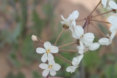Pelargonium radulifolium