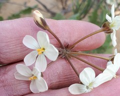 Pelargonium radulifolium