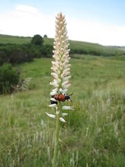 Kniphofia buchananii