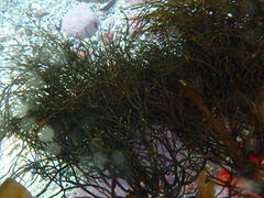 Bifurcariopsis capensis