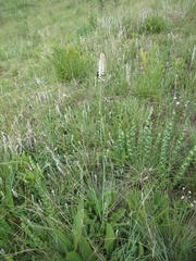 Kniphofia buchananii
