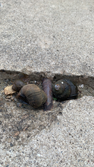 Cipangopaludina chinensis