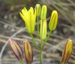 Eriospermum ciliatum