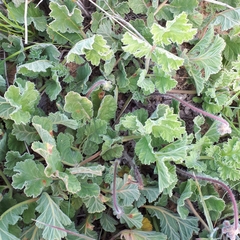 Pelargonium radulifolium