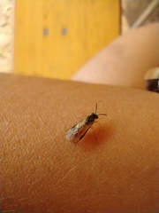 Athalia cordata