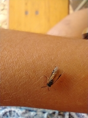 Athalia cordata