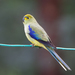 藍翅草鸚鵡 - Photo (c) JJ Harrison，保留部份權利CC BY-SA