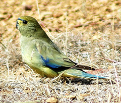 Blue-Winged Parrot photo 5