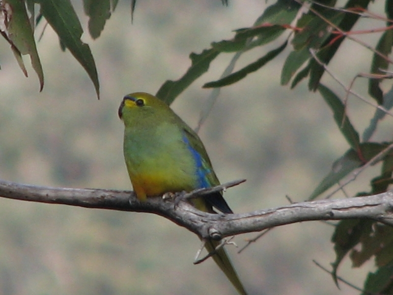 Grey Go-away-bird (Zambia birds) · iNaturalist