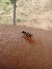 Athalia cordata