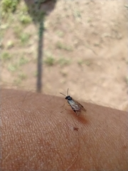 Athalia cordata