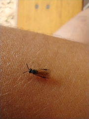 Athalia cordata