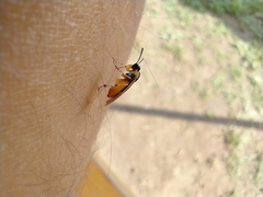 Athalia cordata