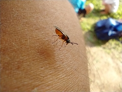 Athalia cordata