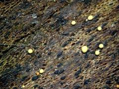 Hemitrichia lutescens