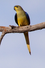 Elegant Parrot photo 4