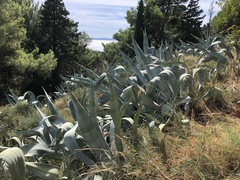 Agave americana