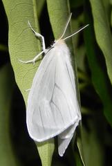 Creagra liturata