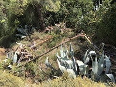 Agave americana