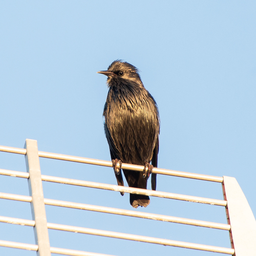 Estornino negro (Sturnus unicolor)