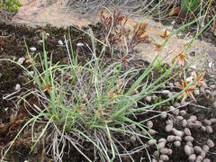 Cyperus semitrifidus