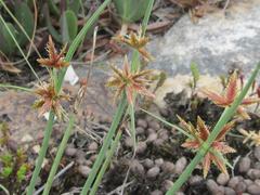 Cyperus semitrifidus