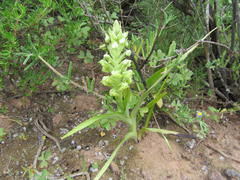 Pterygodium inversum