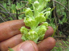 Pterygodium inversum