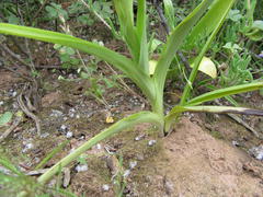 Pterygodium inversum