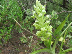 Pterygodium inversum