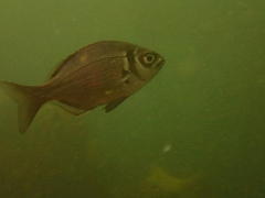 Boopsoidea inornata