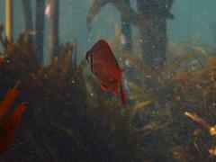 Boopsoidea inornata