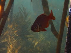 Boopsoidea inornata