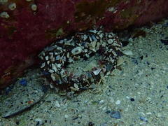 Bunodactis reynaudi