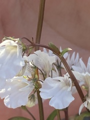 Nemesia bicornis