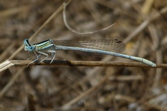 Platycnemis dealbata