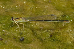 Ischnura elegans
