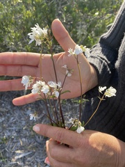 Nemesia bicornis