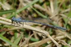 Platycnemis kervillei