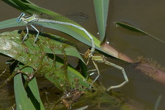 Platycnemis dealbata